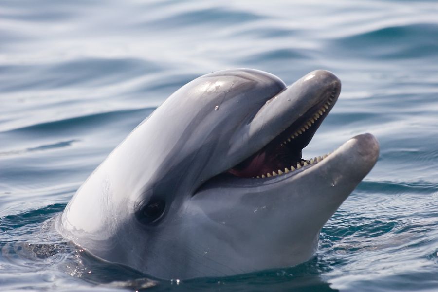 Астраханцы требуют закрыть приехавший в город дельфинарий
