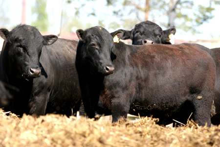 Семя быков-производителей ежегодно привозят в Астраханскую область