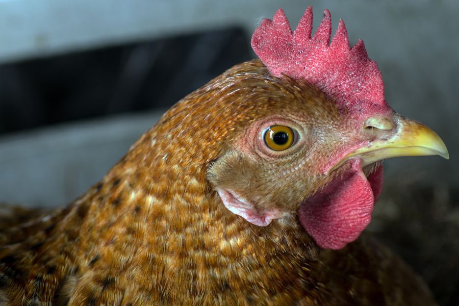 Астраханская птицефабрика выпустила «домашние» яйца