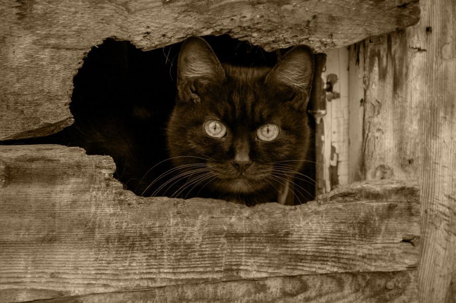 Под Астраханью обнаружили бешеную кошку