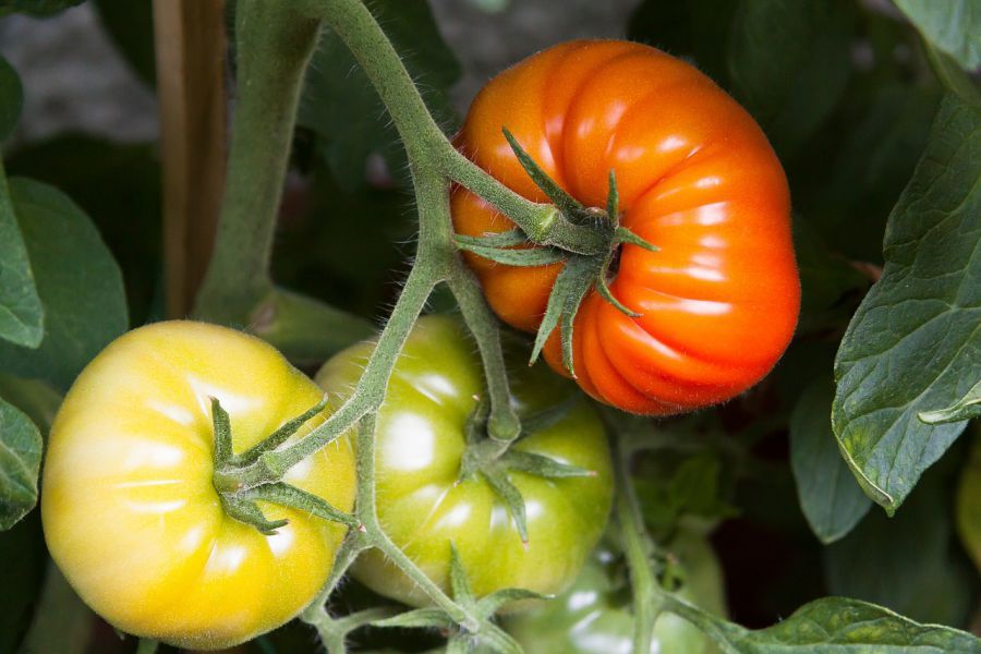 Астраханскую область засеяли томатами
