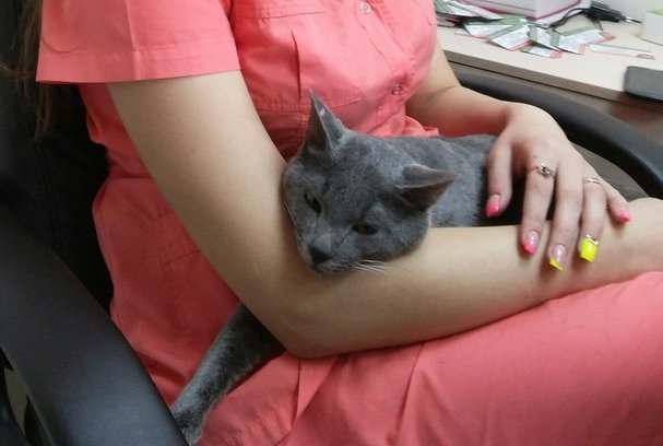 Астраханский торговый центр не будет платить за пострадавшего кота