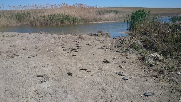 Браконьеры уничтожают черепах в Астраханской области