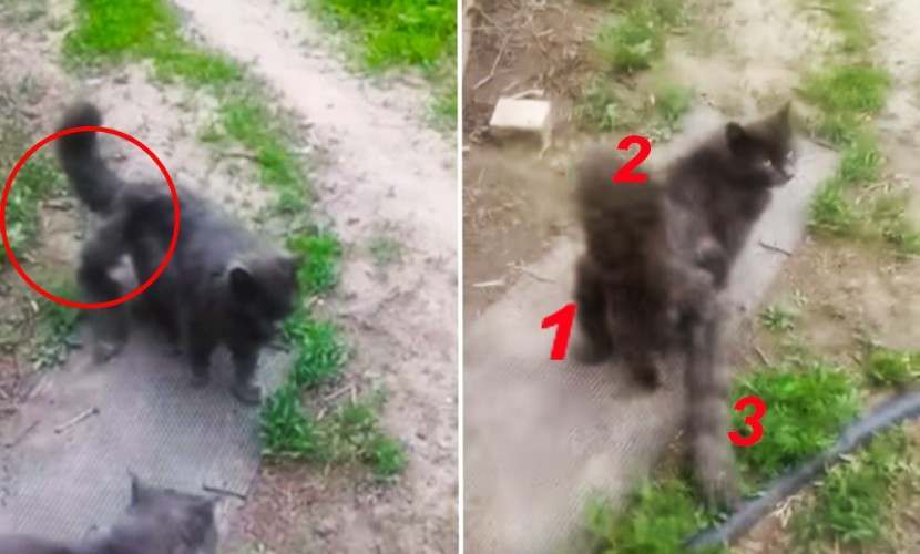 Кота с тремя хвостами обнаружили в Астраханской области