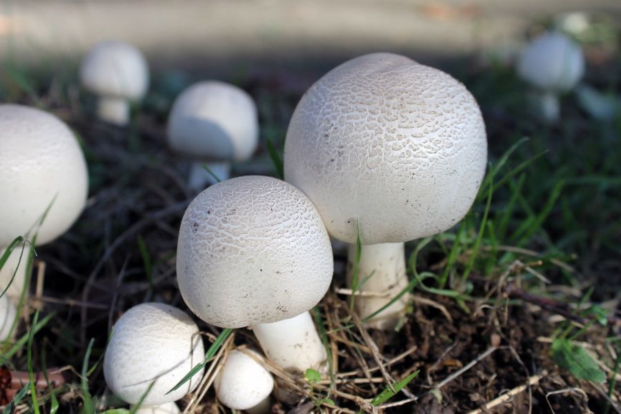 Астраханцы начали собирать грибы после дождей