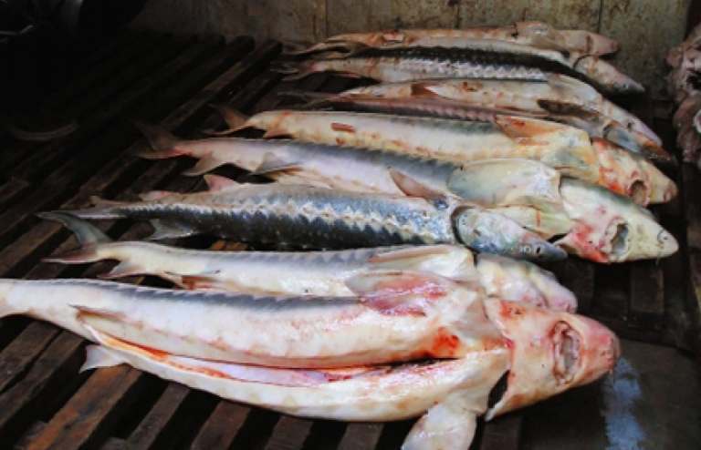 В Астраханской области у браконьеров изъято 28 тонн рыбы