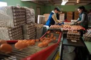 Что происходит с ценами на яйца в Астрахани, почему они резко подорожали весной