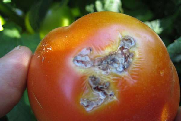 На Астраханскую область наступает томатная моль