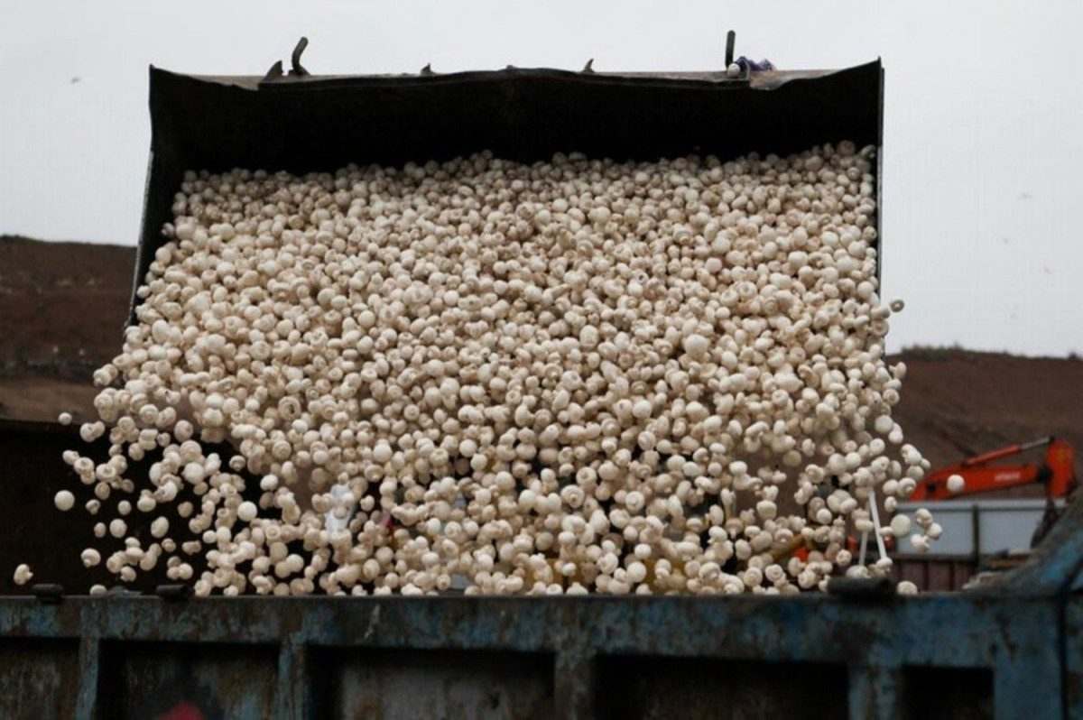 В Астраханской области под пресс пошло около тонны санкционных грибов и салата