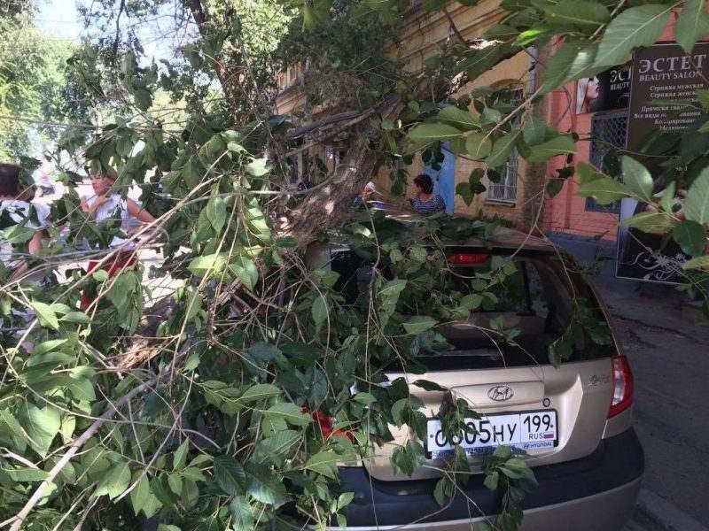В Астрахани из-за шквалистого ветра ветки падают прямо на автомобили