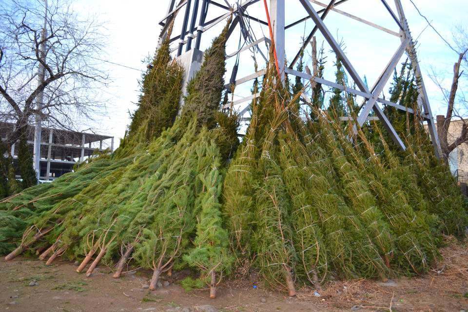 Где в Астрахани будут продавать елки этой зимой