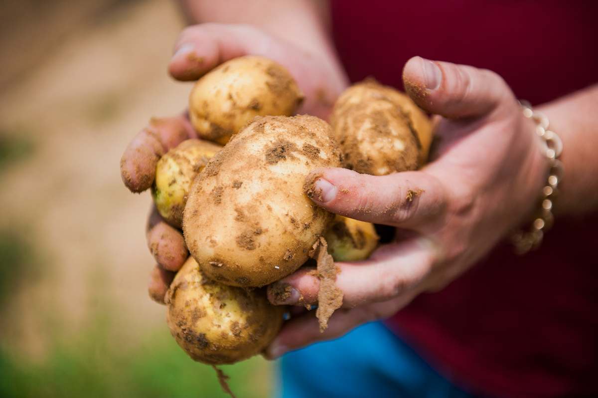 Первый урожай картофеля. Картофель. Урожай картофеля. Сбор картофеля. Сельское хозяйство картошка.