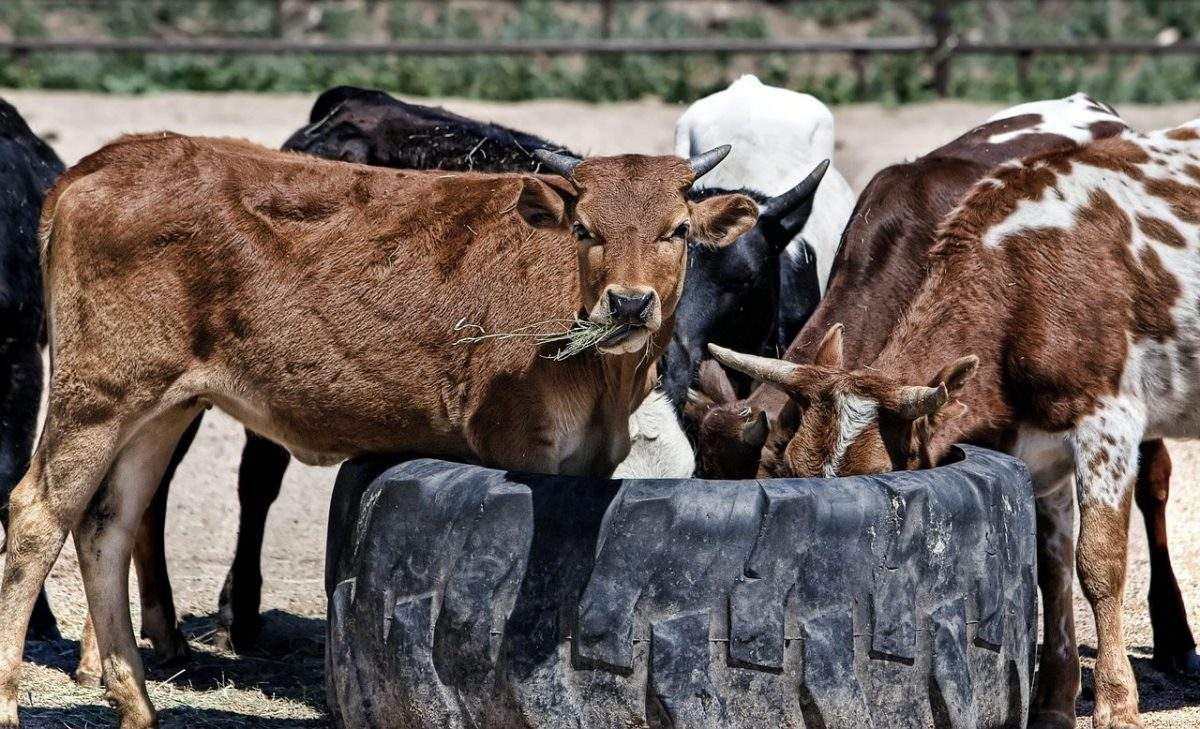 Астраханский фермер увеличит поголовье коров в знак поддержки президента