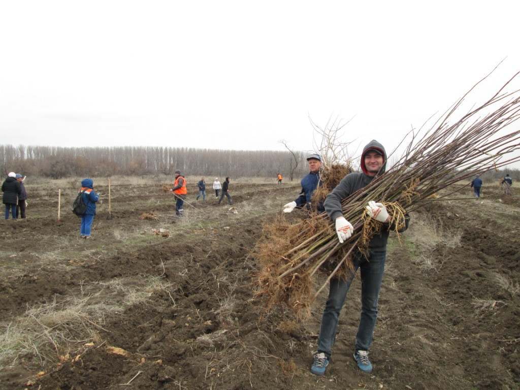 Железнодорожники высадили в Астрахани более тысячи деревьев