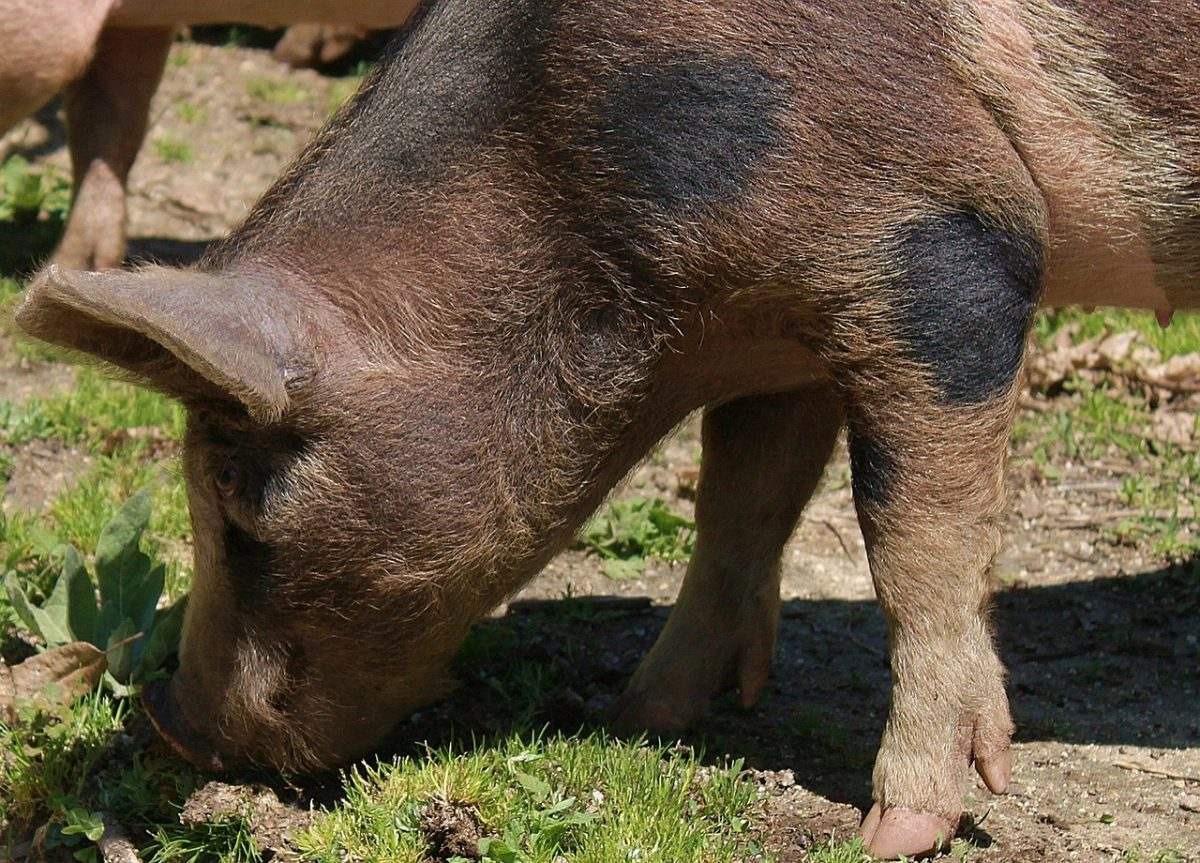 Астраханцы разводят свиней на территории военных