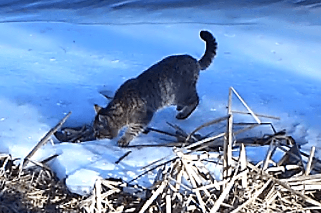 В Астраханском заповеднике впервые зафиксирован дикий кот из Красной книги