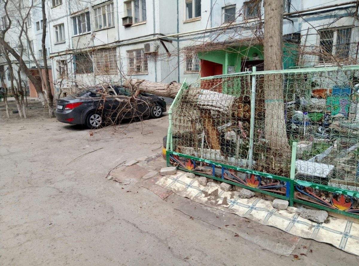 Из-за ветра дерево упало на иномарку в Астрахани