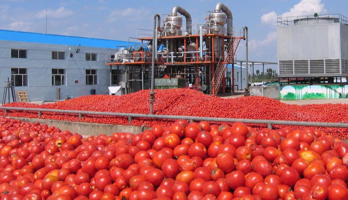 Астраханский завод томатной пасты удвоил переработку