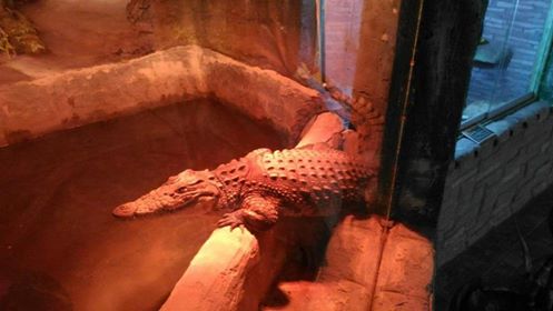 Астраханский крокодил из кинотеатра «Октябрь» оправился от стресса