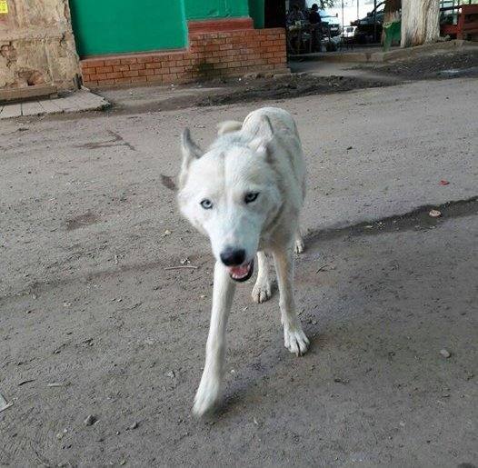 В Астрахани ищут потравивших собак догхантеров
