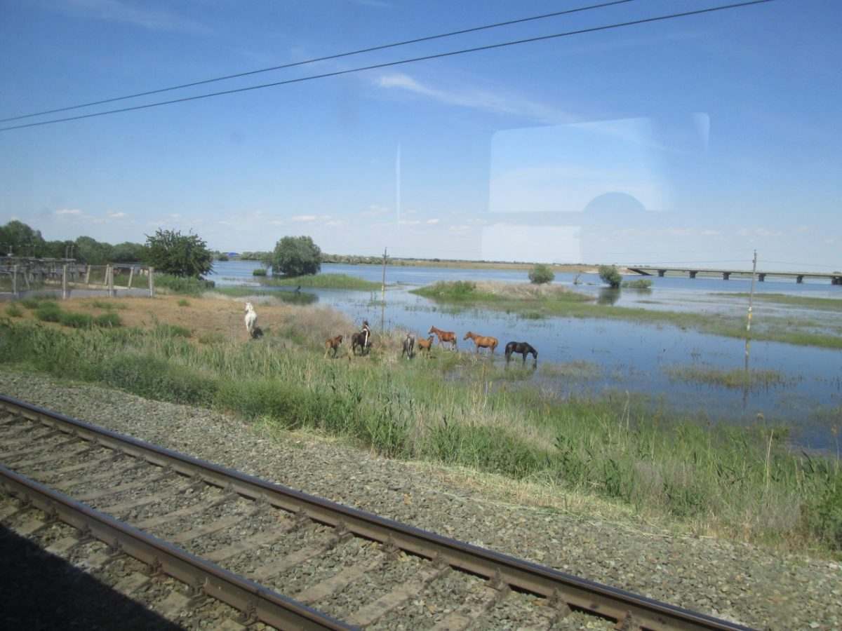 Домашние животные 30 раз экстренно тормозили поезда в Астраханской области