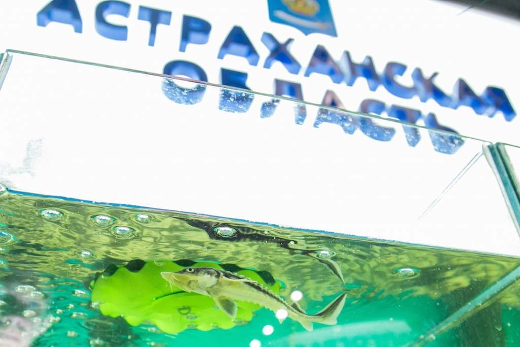Астраханская область остается регионом с «пониженной устойчивостью»