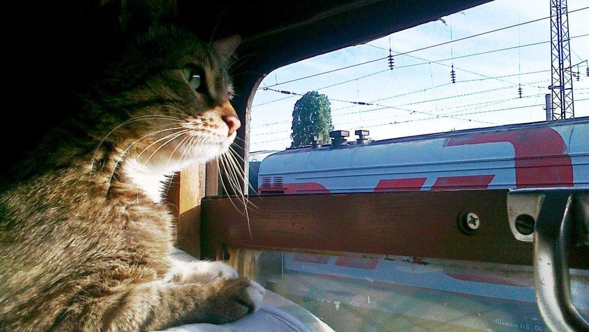коты, ржд, поезд