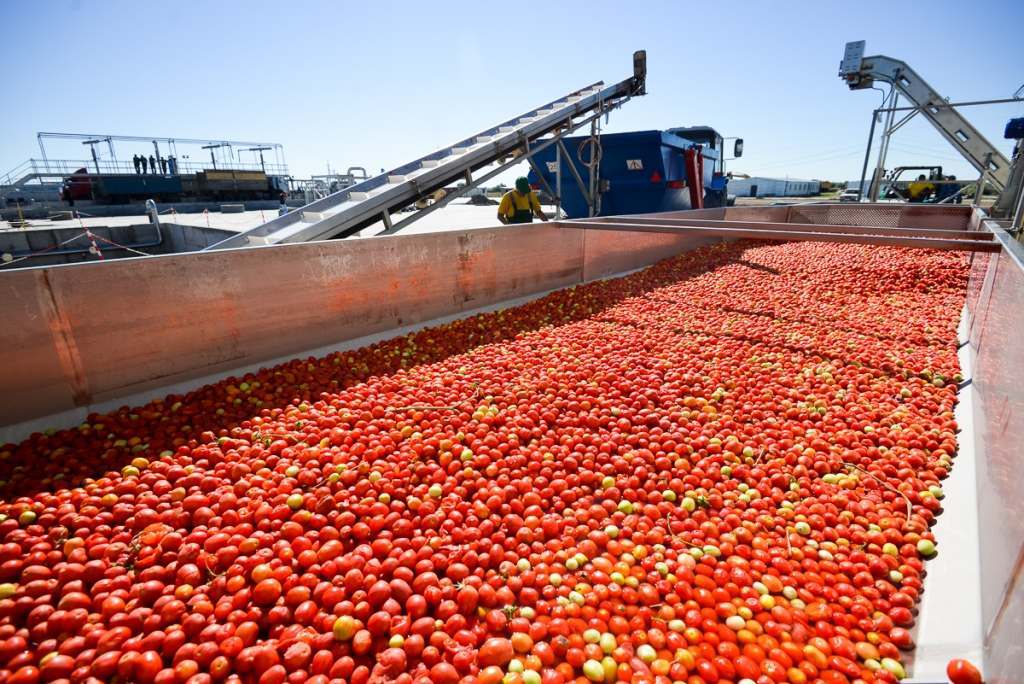 В Астраханской области попробуют построить второй завод томат-пасты