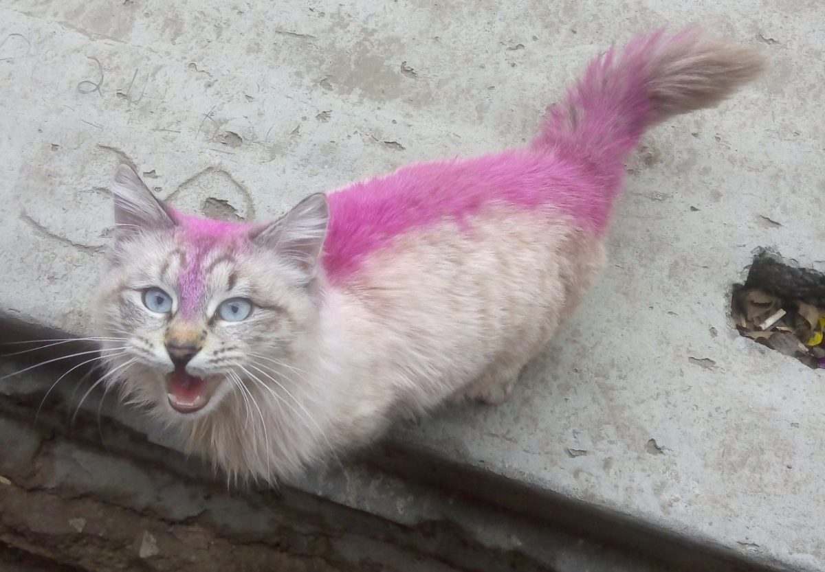 Астраханцев удивил разукрашенный фиолетовый кот