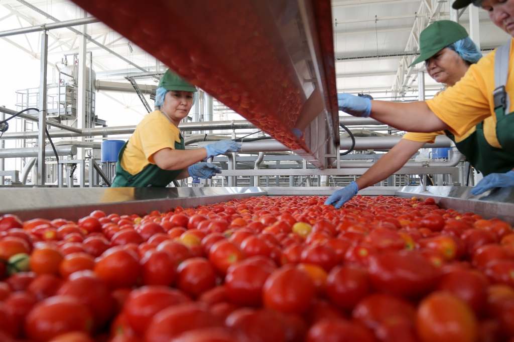 Земли для выращивания астраханских томатов отдадут без торгов