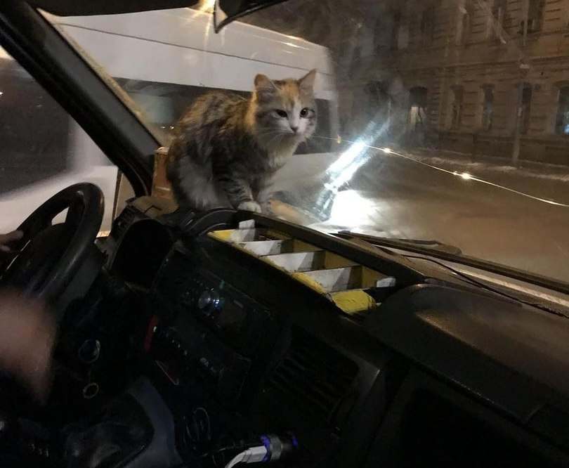 В Астрахани кошка забежала греться в маршрутку и нашла дом