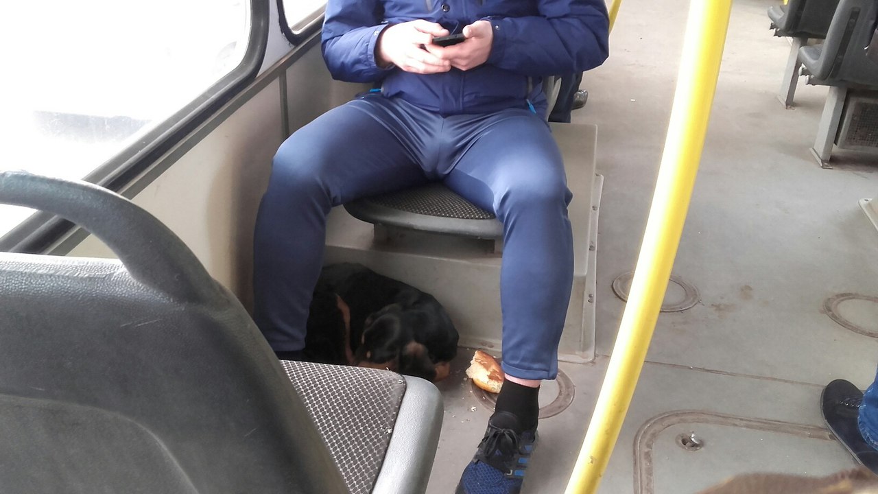 Можно с собакой в автобус. Щенок в автобусе. Собака в автобусе Мем. Собака в автобусе Астрахань.