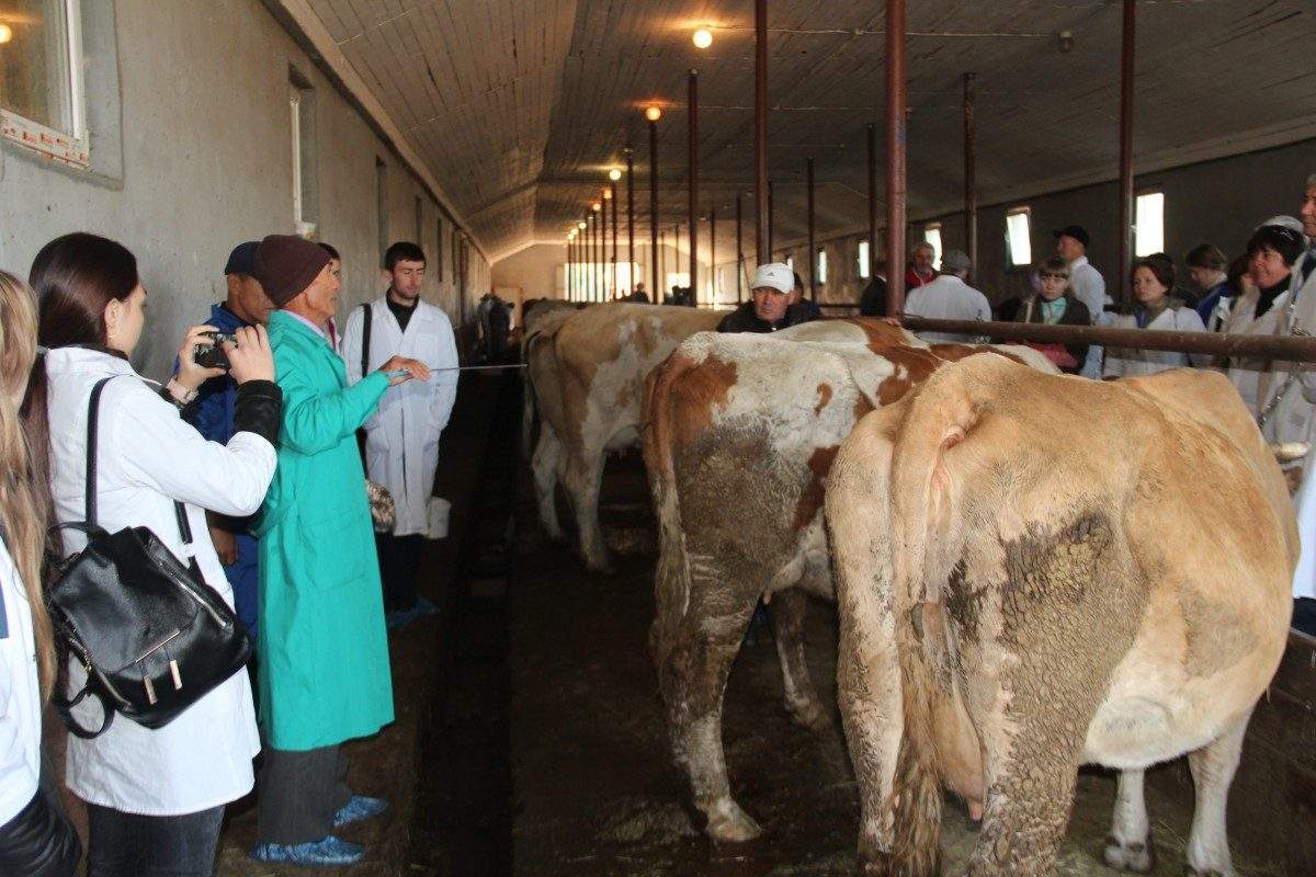 Астраханские власти активно взялись за осеменение скота
