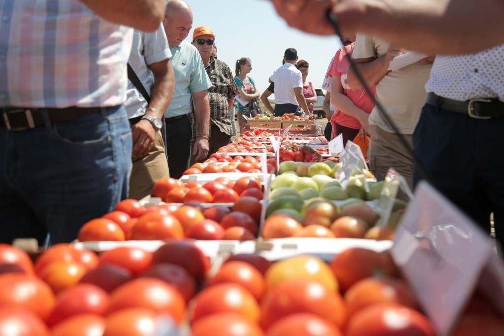 Завод по производству томатной пасты появится в Енотаевском районе