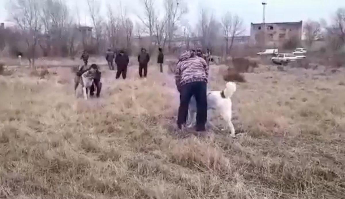 В Астрахани продолжают устраивать собачьи бои