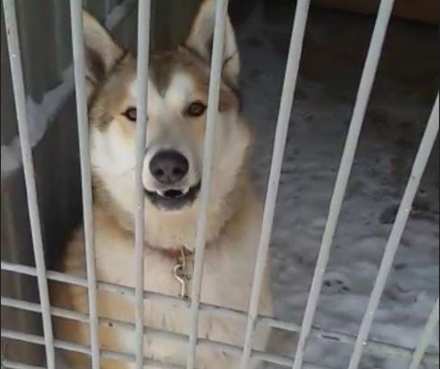 В Астраханской области полицейские взяли под стражу слишком активную собаку