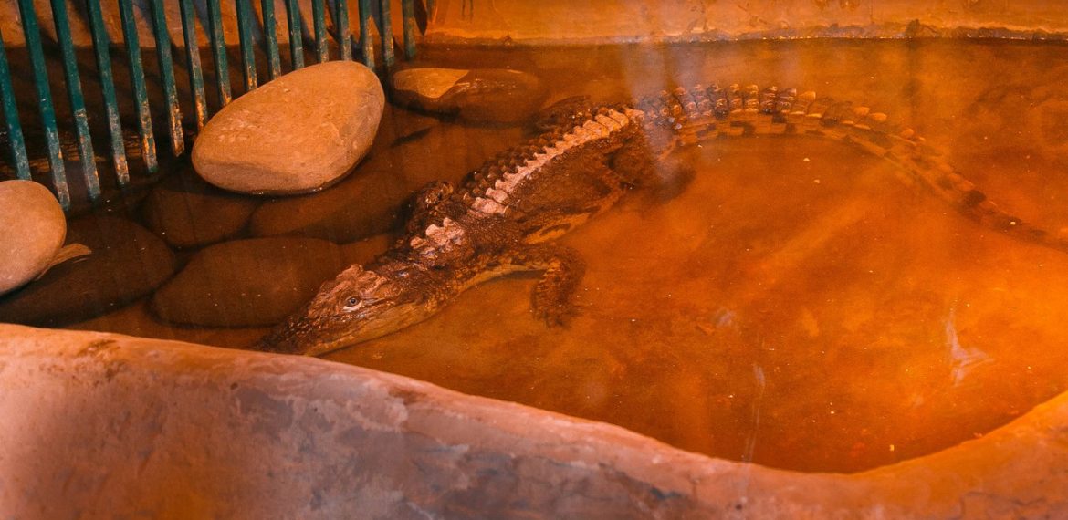 Крокодил Геннадий из астраханского «Октября» не вспоминает о депрессии