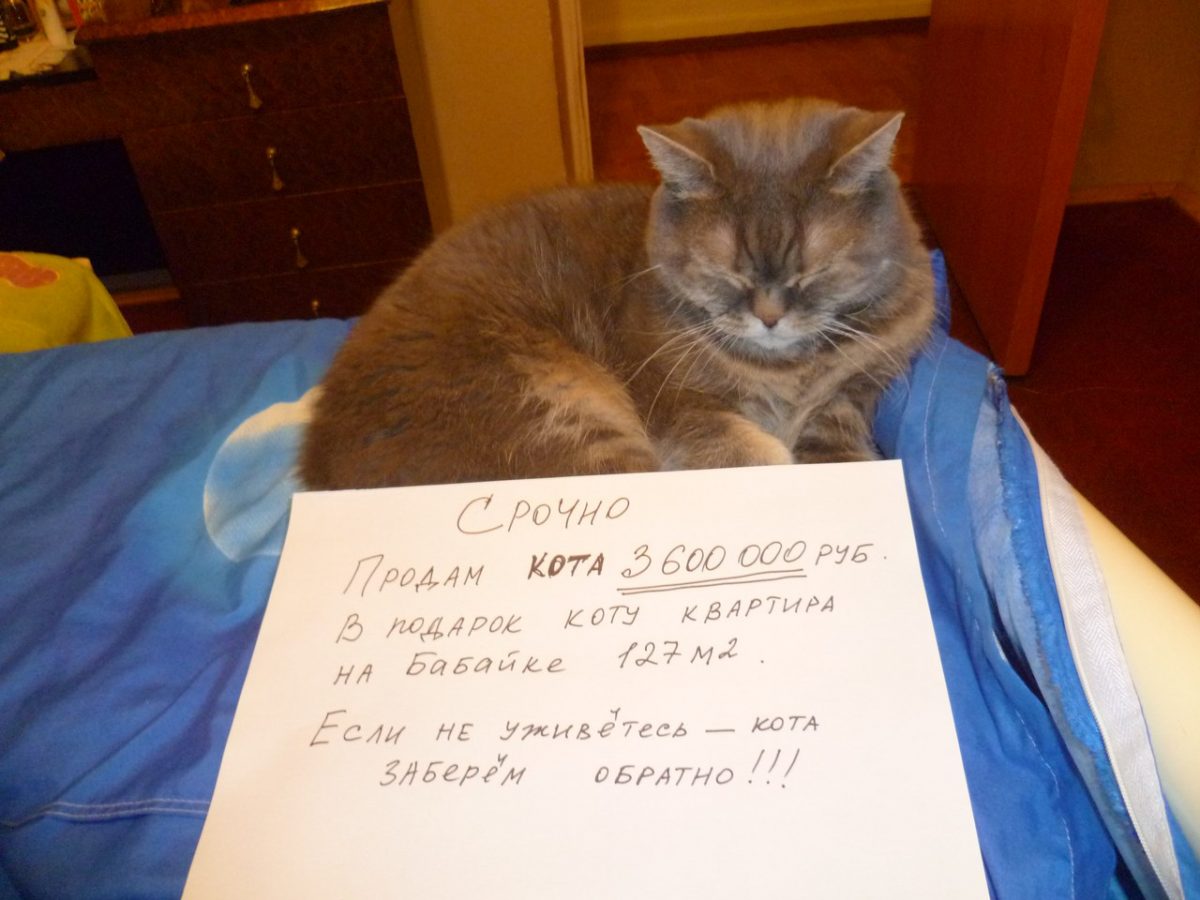 В Астрахани продают кота с большой жилплощадью