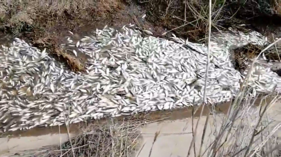 В Астраханской области массово погибла рыбная молодь