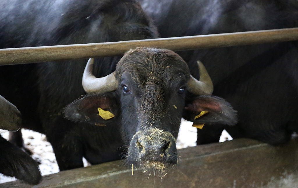 Астраханский фермер планирует наладить переработку молока буйволов