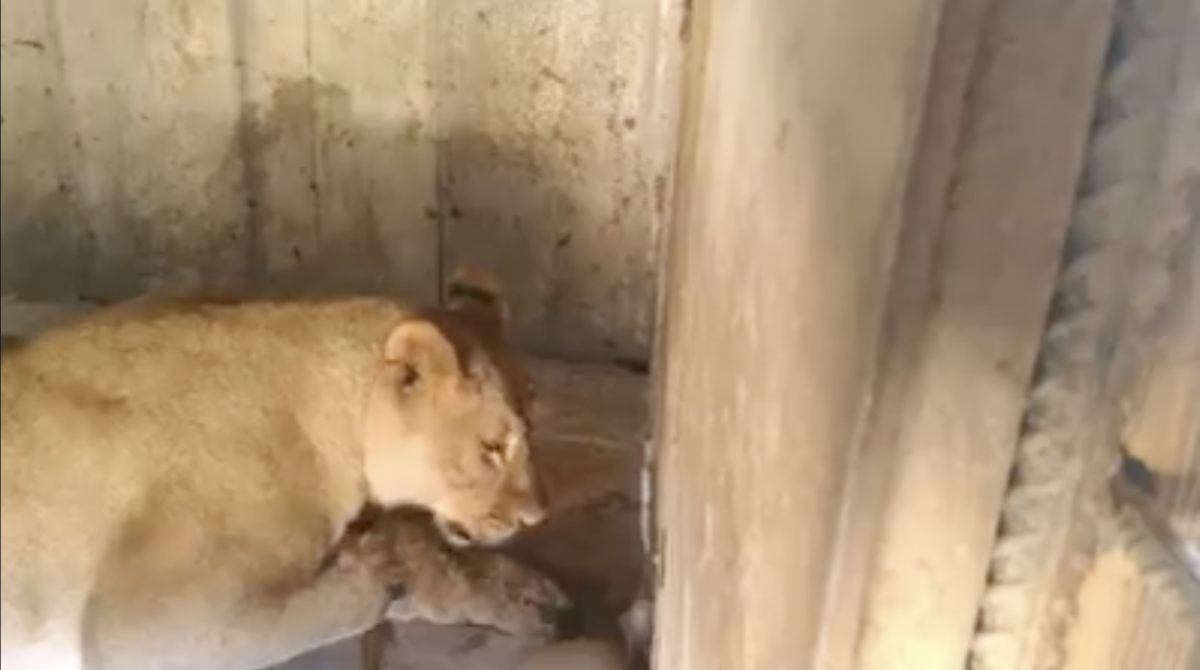 Видео: львица из астраханского зоопарка принесла потомство