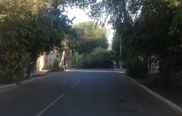 В Астрахани упало третье дерево за неделю
