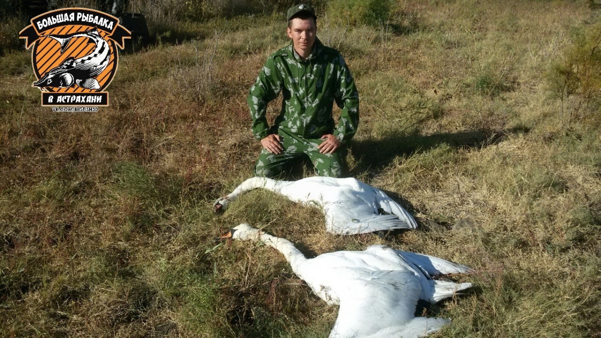 Астраханцы спорят об этичности охоты на лебедей