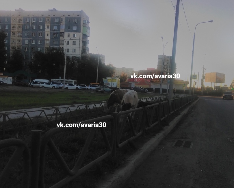 Коровы ровняют газон на улице Николая Островского