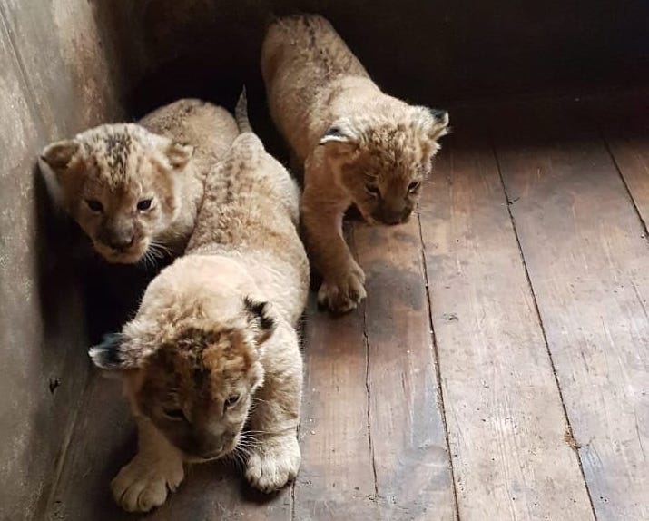 Появились фотографии новорожденных львят из астраханского зоопарка