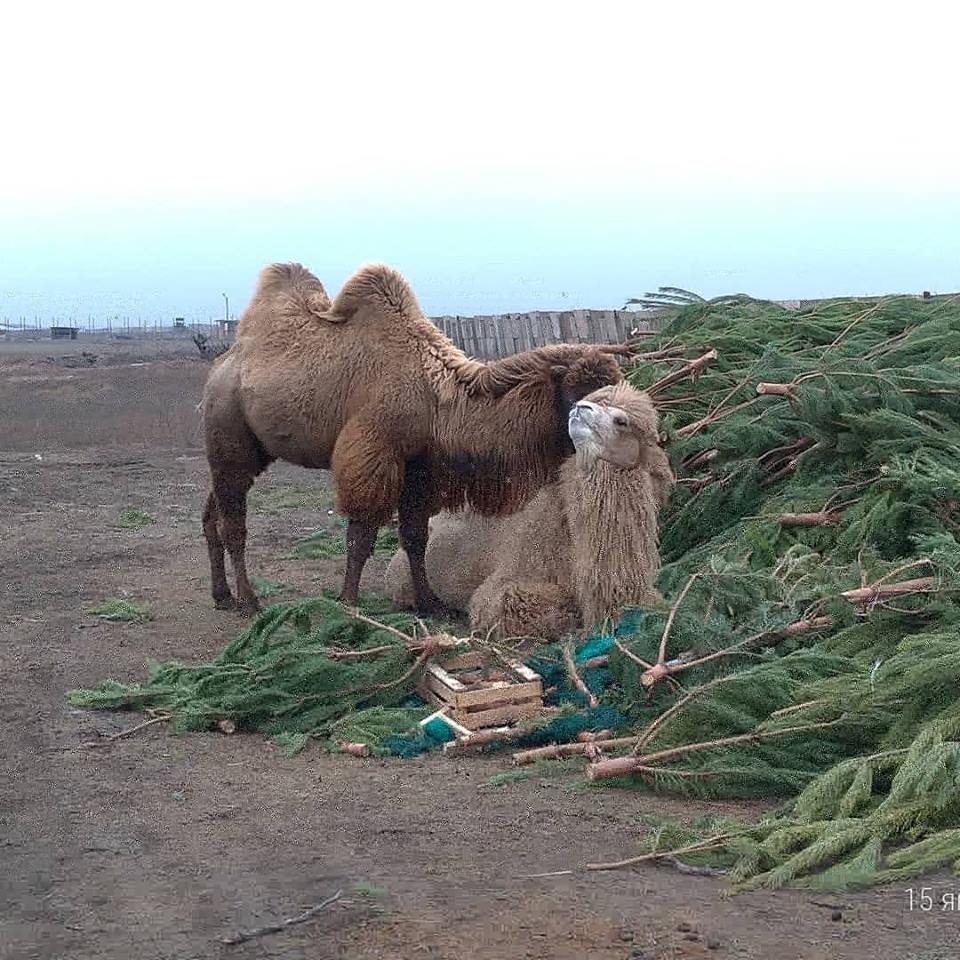 Фото дня: верблюды облюбовали елки, которые астраханцы сдали после НГ