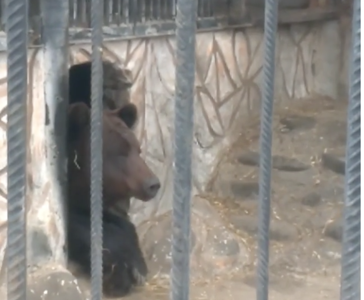 В астраханском зоопарке медведь вышел из зимней спячки