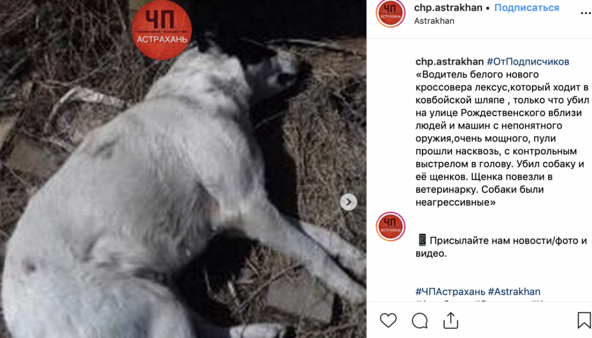Астраханцы вновь стреляют в бездомных собак