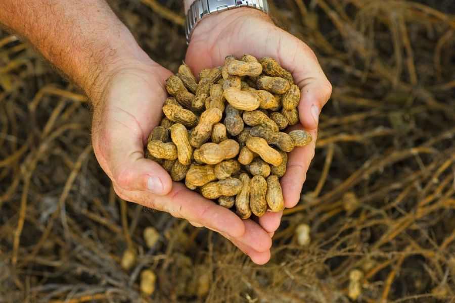 В Енотаевском районе будут выращивать еще больше арахиса