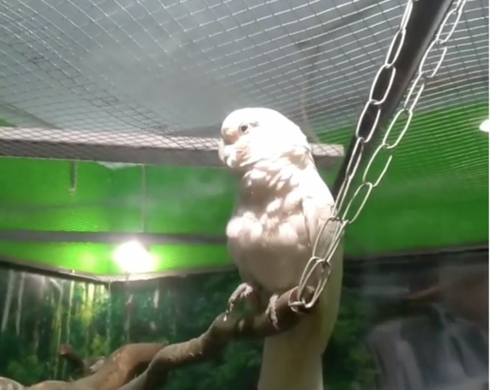 Видео: у какаду в астраханском зоопарке появилась подружка